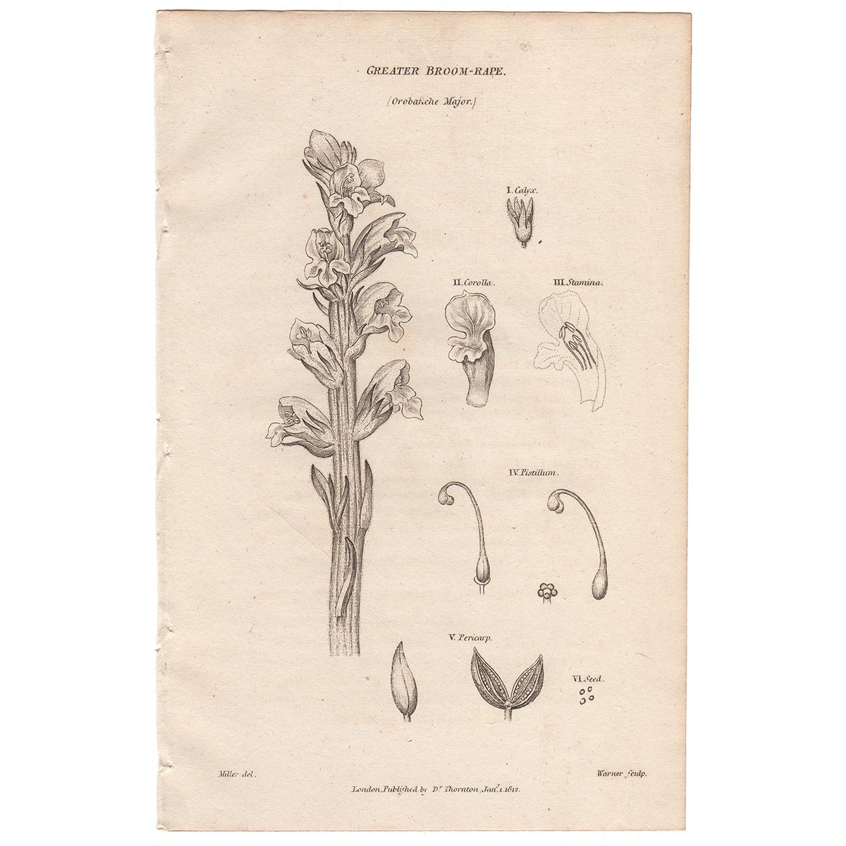 Thornton Flora Plate 116 Greater Broom-rape
