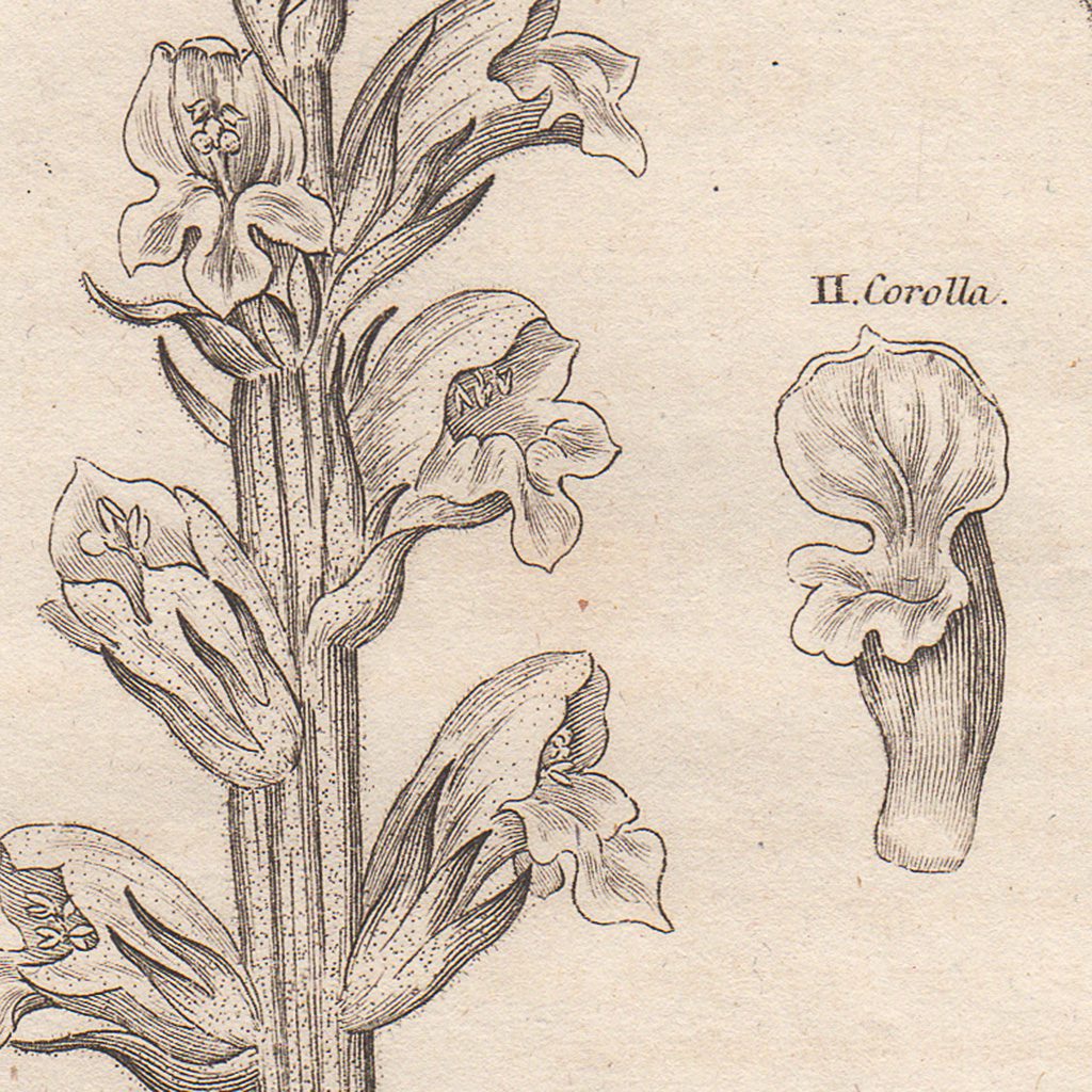 Original antique hand-colored engraving botanical print from Thornton's British Flora