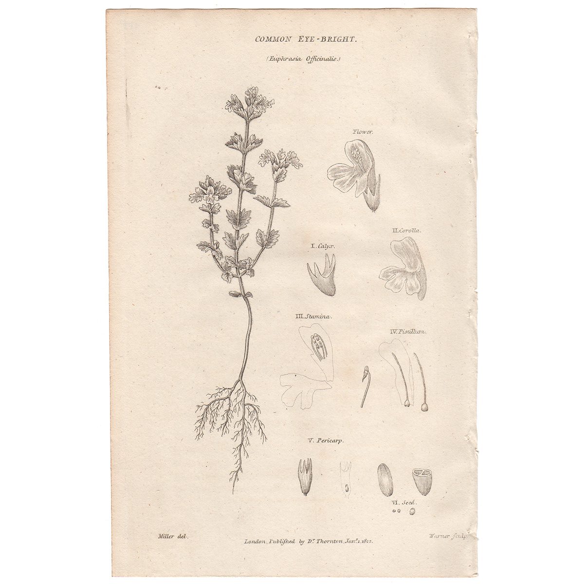 Thornton Flora Plate 117 Common Eye-bright