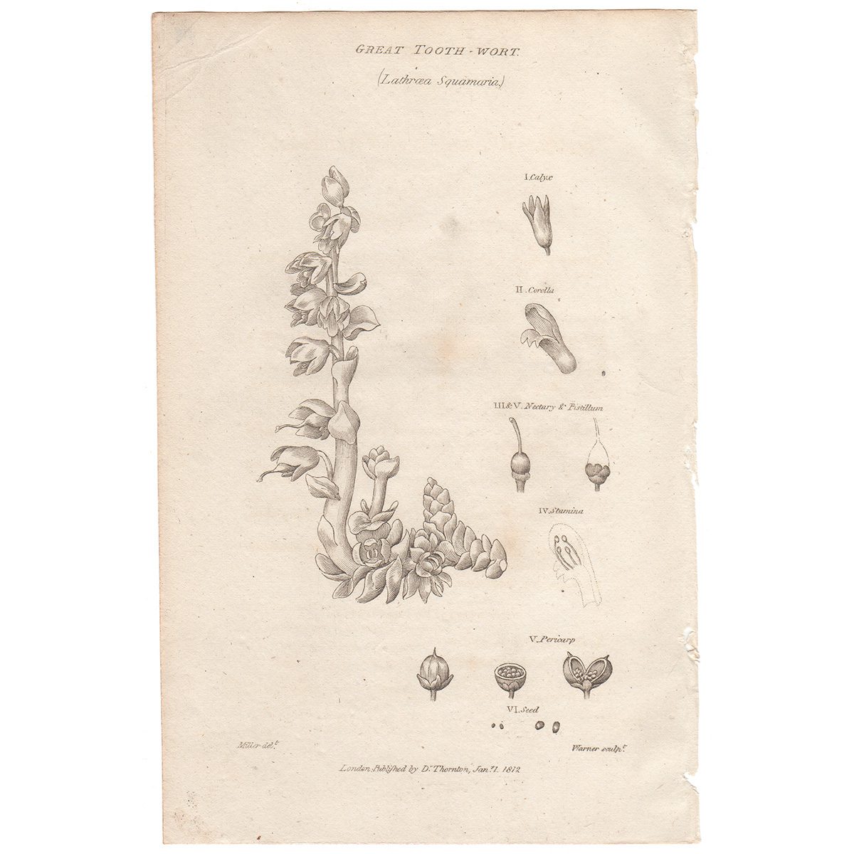 Thornton Flora Plate 119 Great Tooth-wort