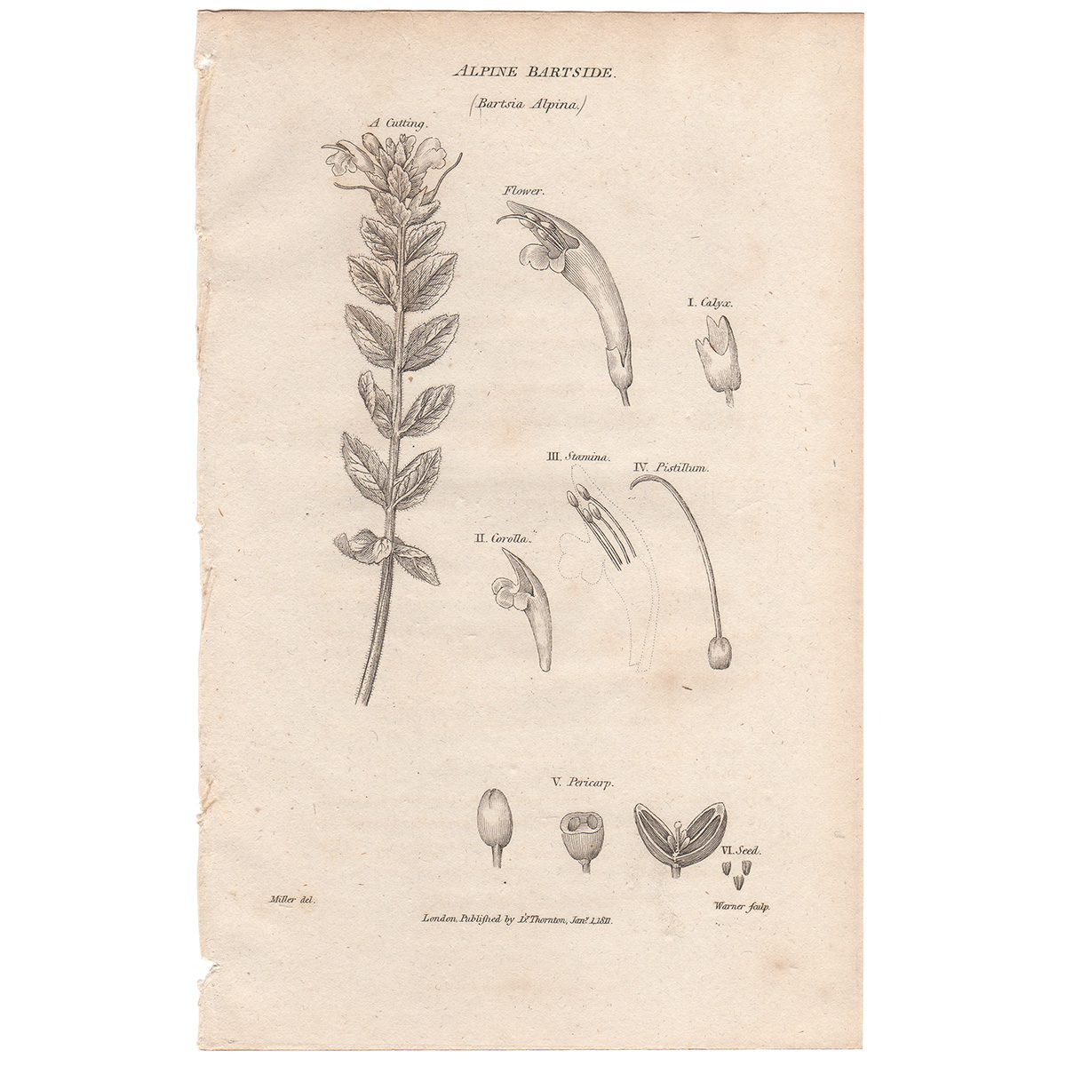 Thornton Flora Plate 120 Alpine Bartside