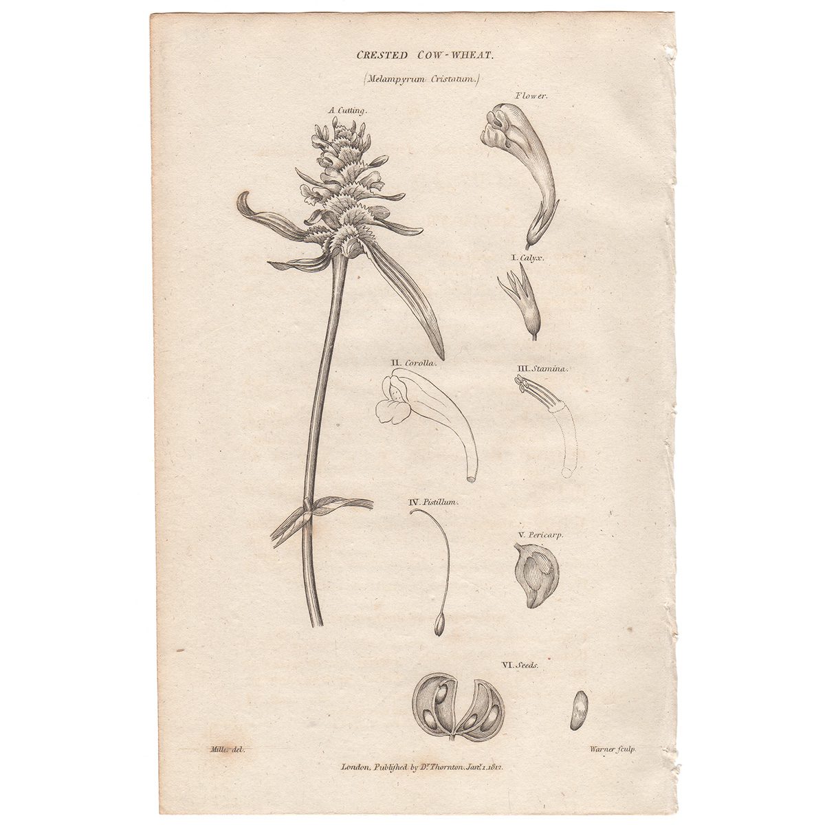 Thornton Flora Plate 121 Crested Cow-wheat