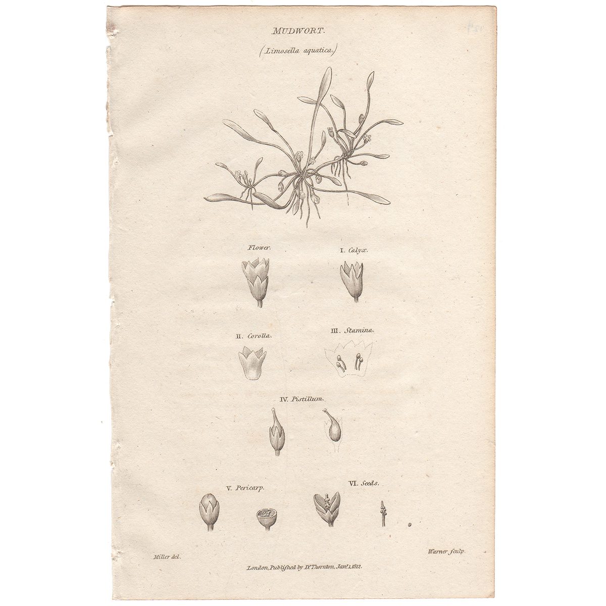 Thornton Flora Plate 124 Mudwort