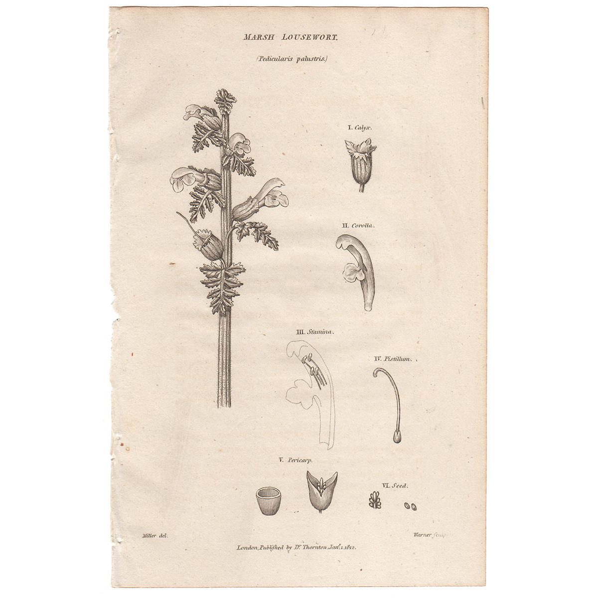 Thornton Flora Plate 128 Marsh Lousewort