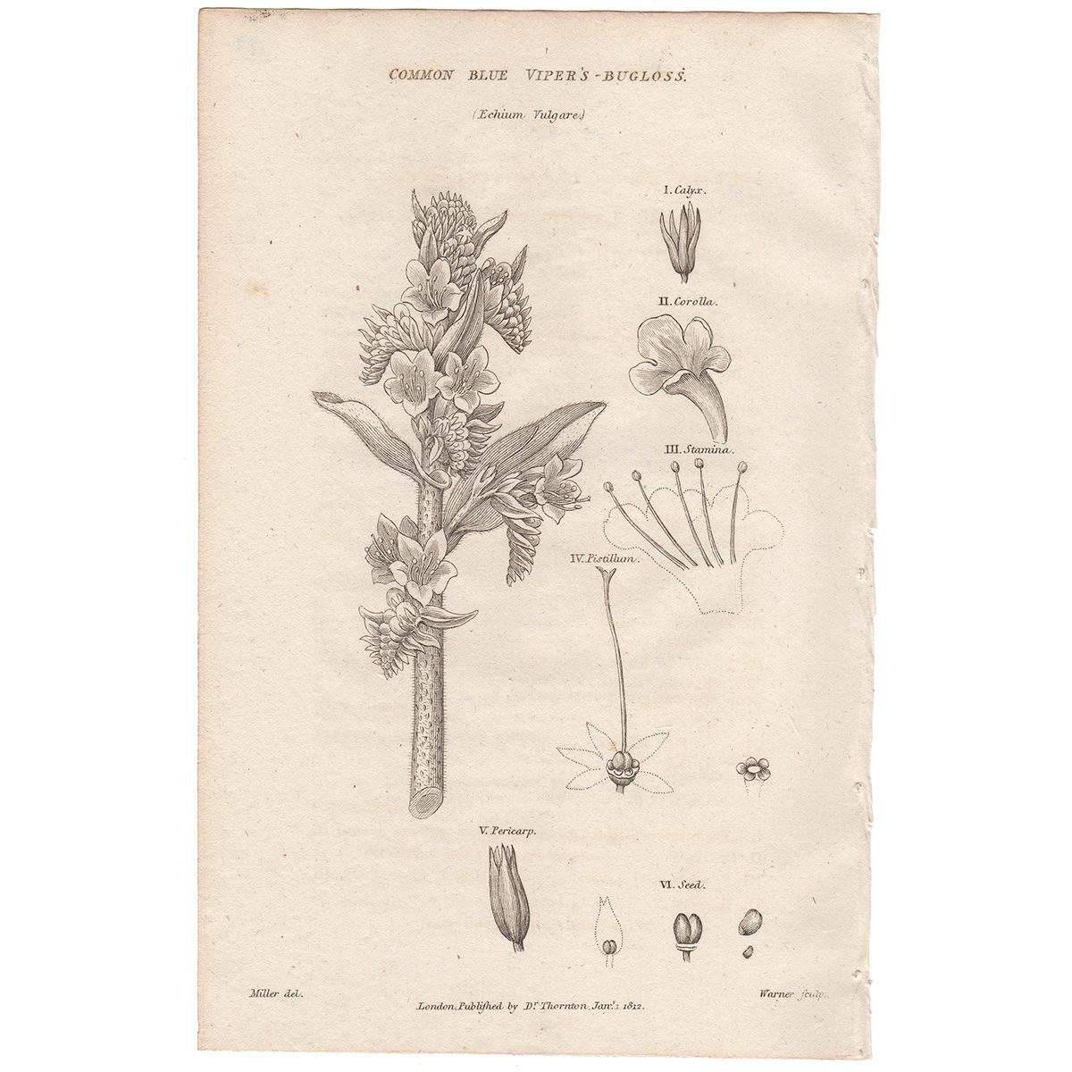 Thornton Flora Plate 129 Common Blue Viper's Bugloss