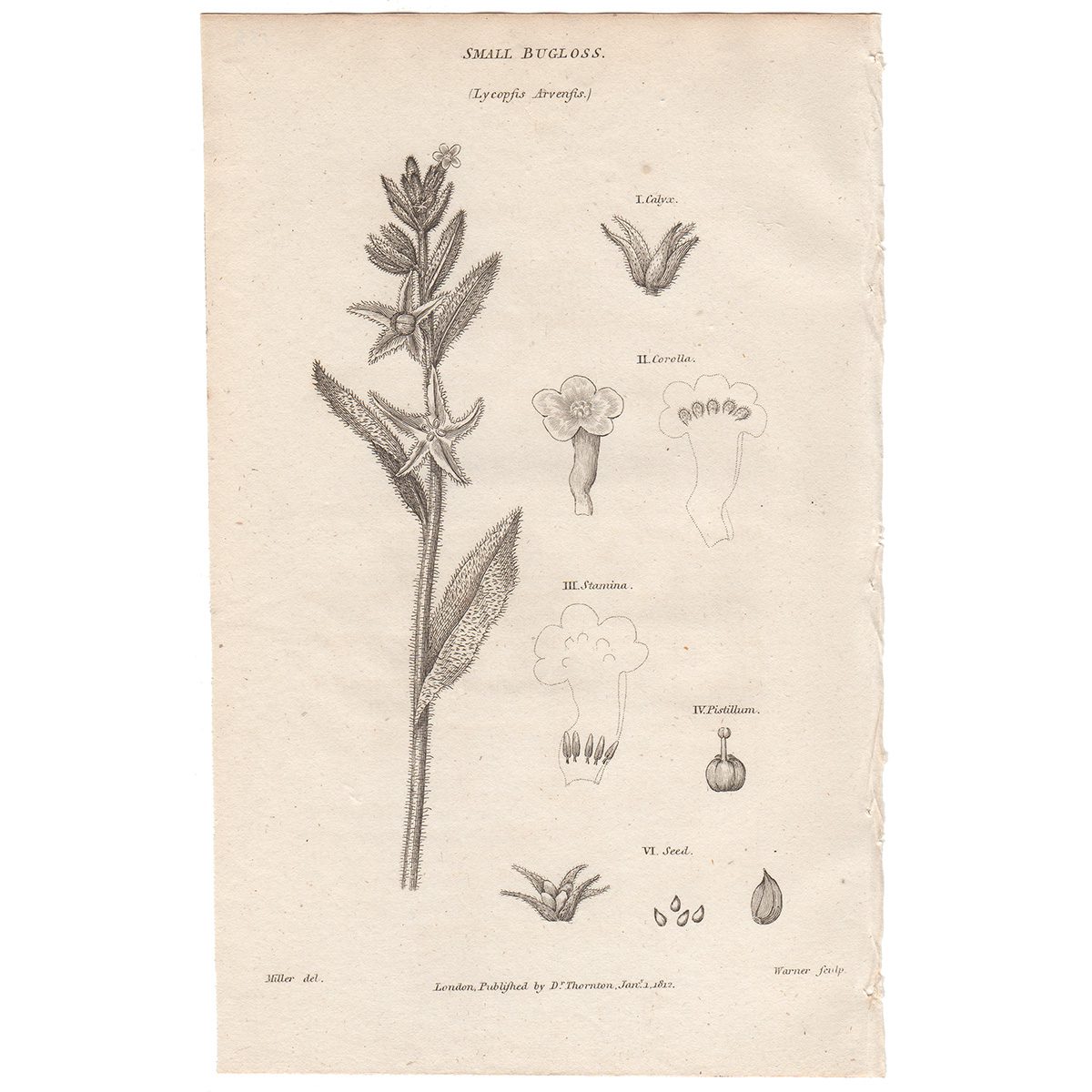 Thornton Flora Plate 135 Small Bugloss