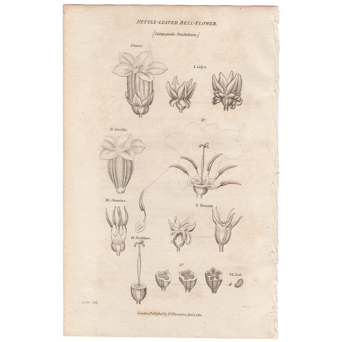 Thornton Flora Plate 155 Nettle-leaved Bell-Flowered