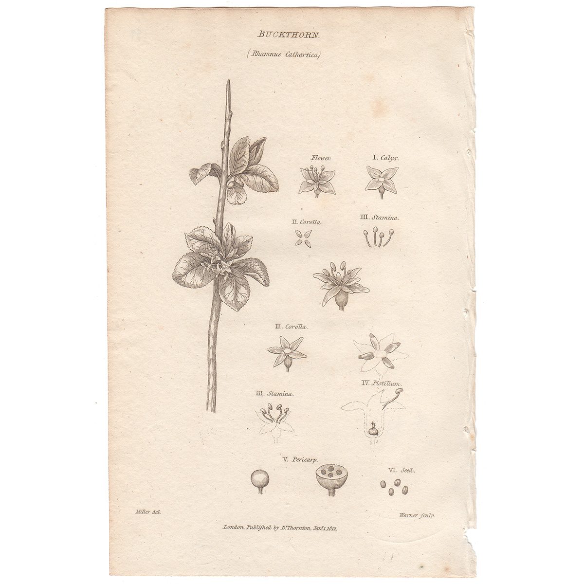 Thornton Flora Plate 159 Buckthorn