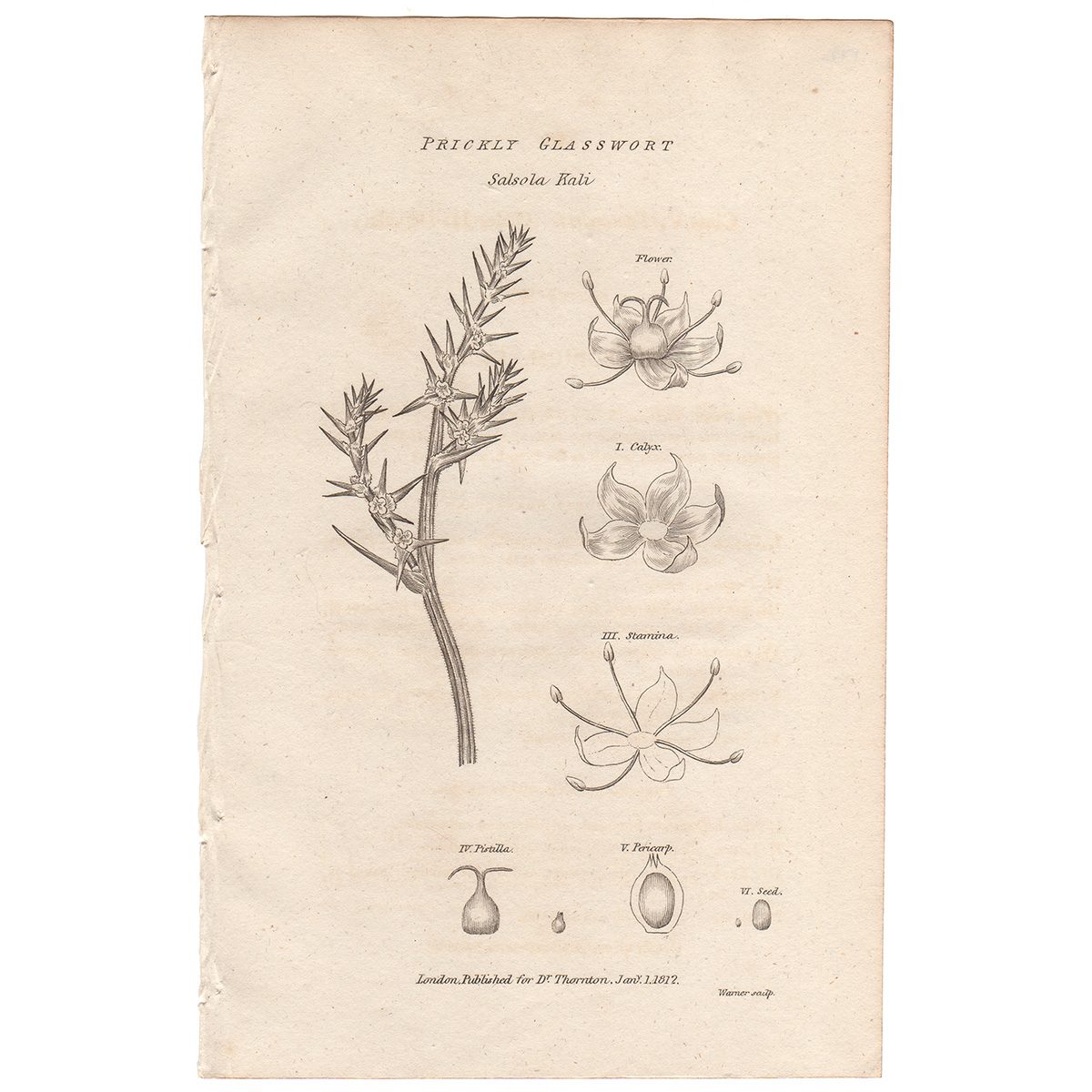 Thornton Flora Plate 172 Prickly Glasswort