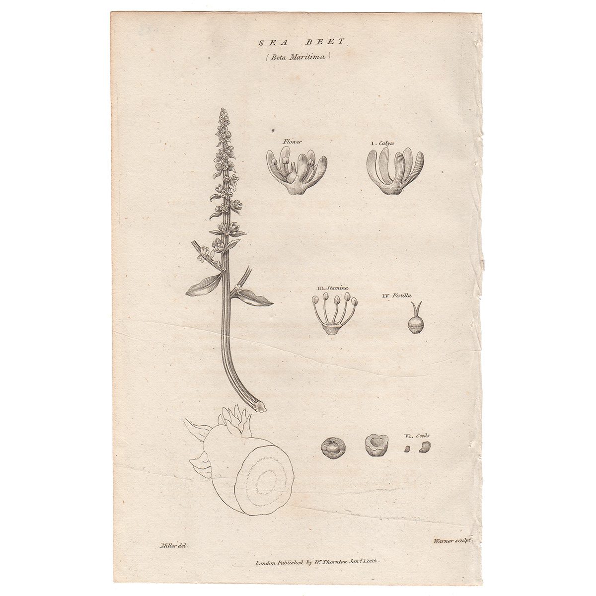 Thornton Flora Plate 173 Sea Beet