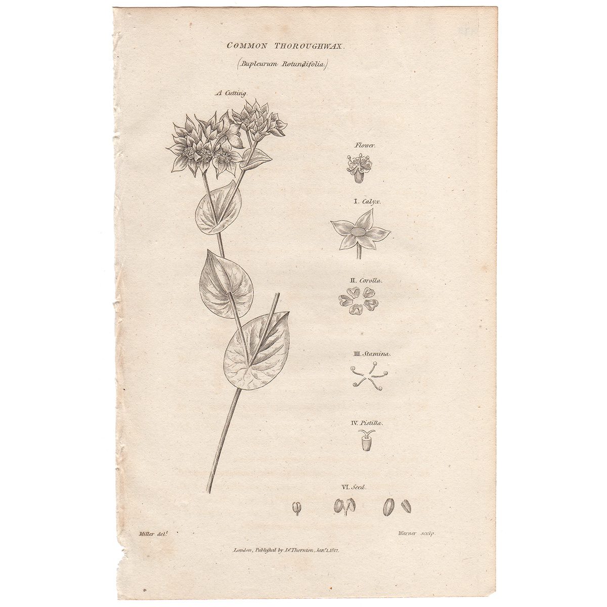 Thornton Flora Plate 180 Common Thoroughwax