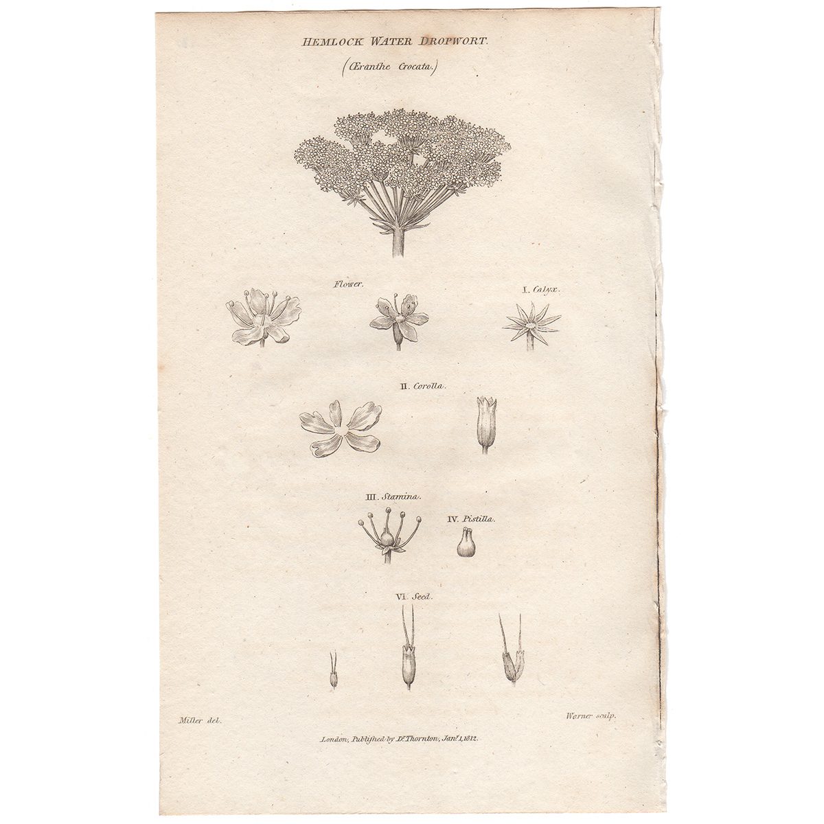 Thornton Flora Plate 181 Hemlock Water Dropwort