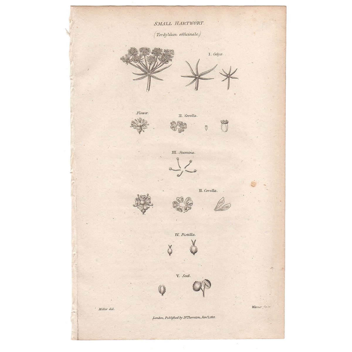 Thornton Flora Plate 184 Small Hartwort