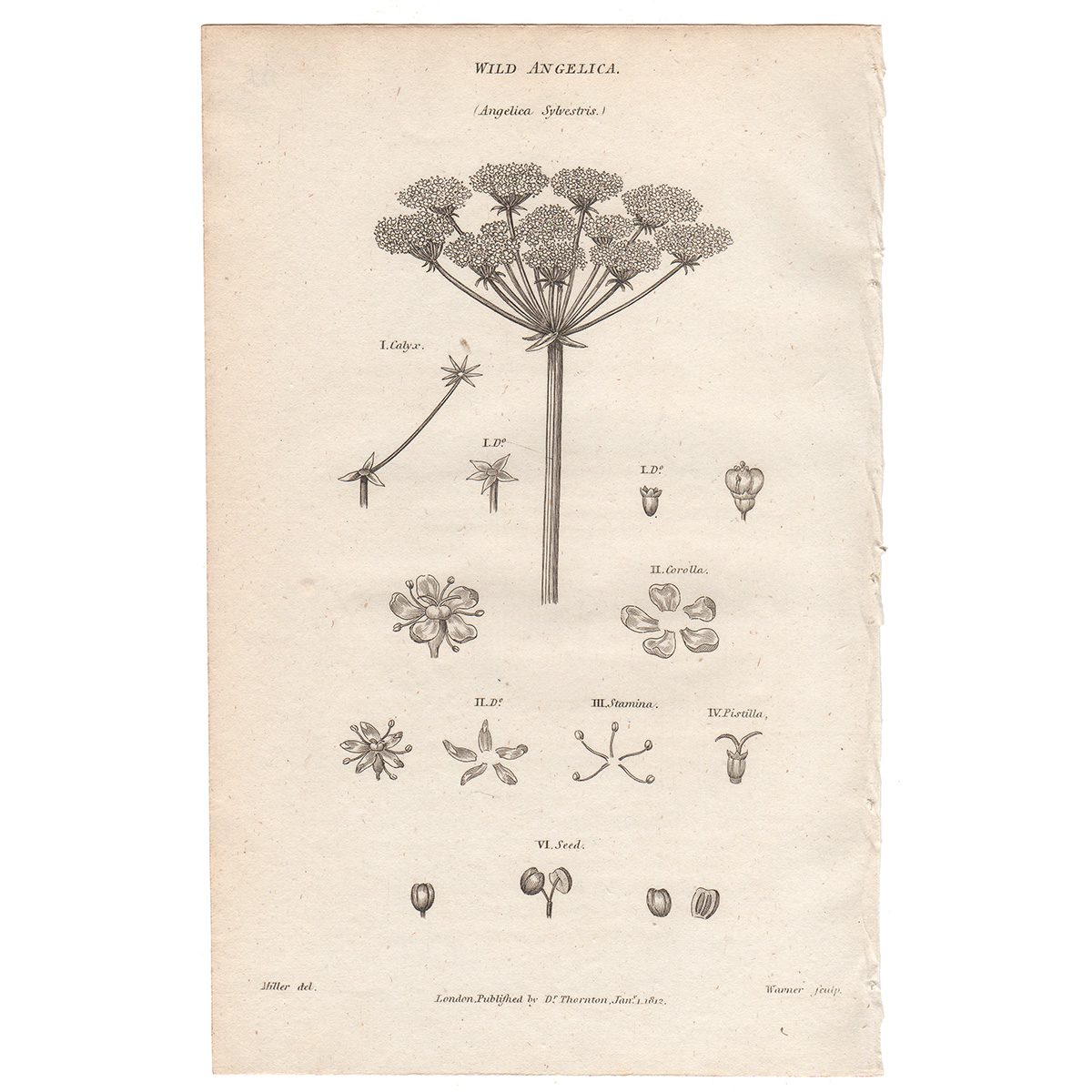 Thornton Flora Plate 185 Wild Angelica