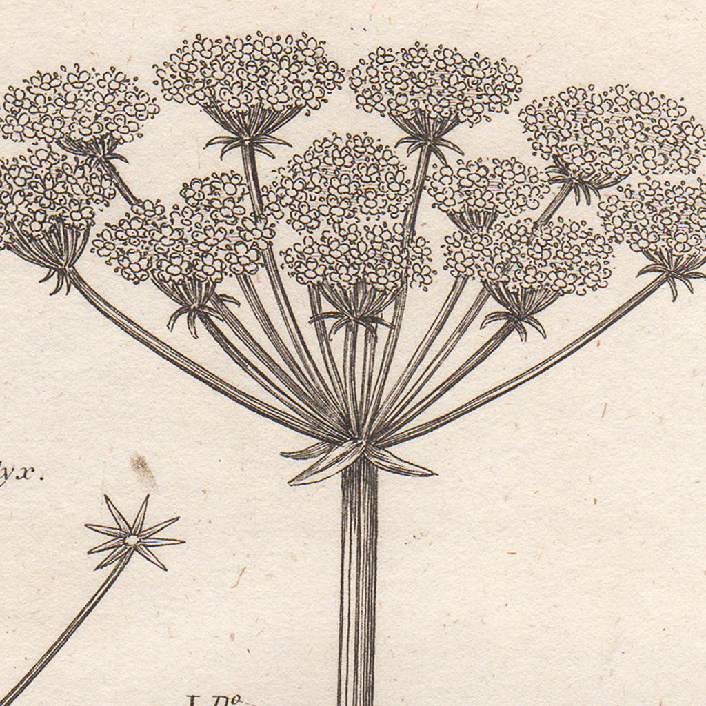 Thornton Flora Plate 185 Wild Angelica - Image 2