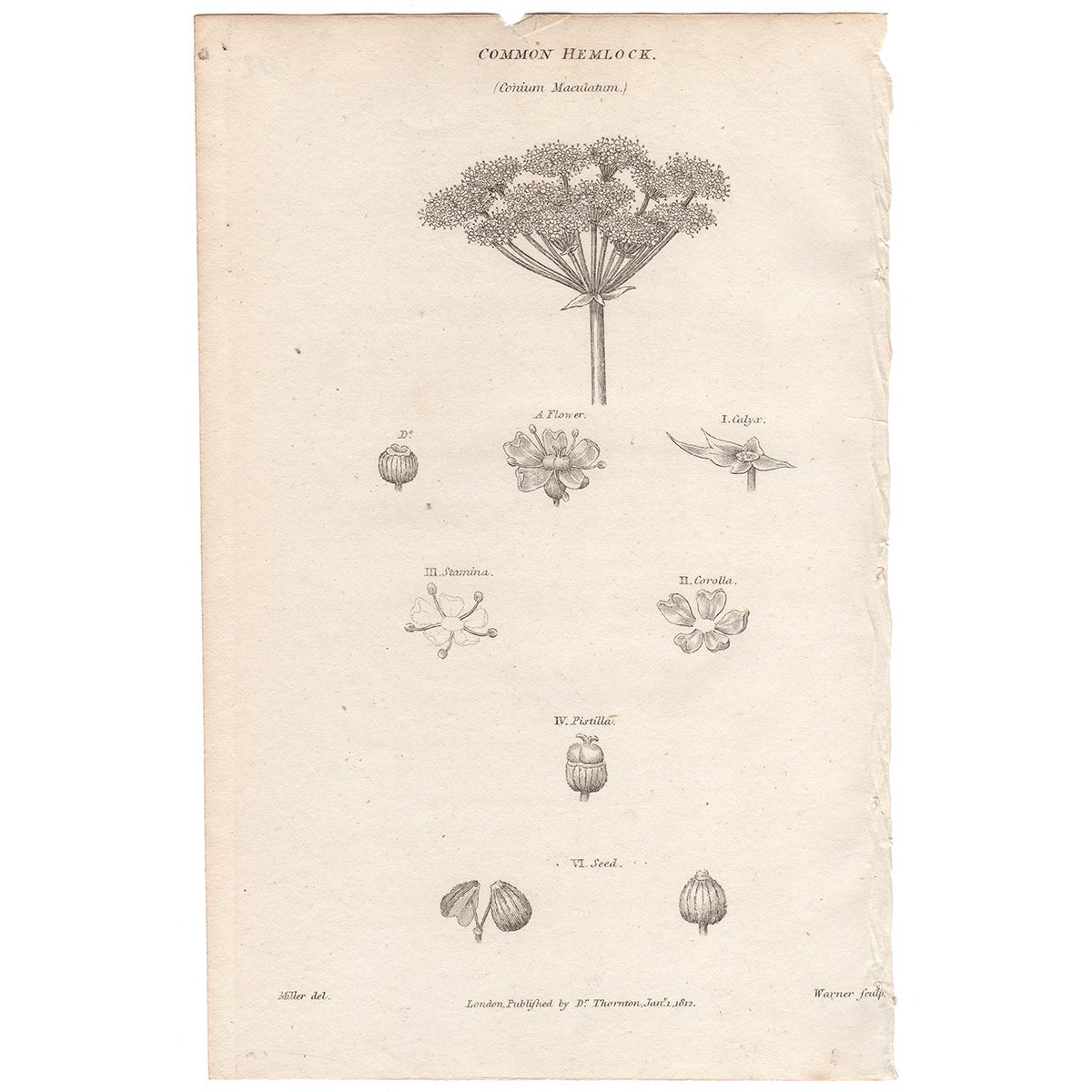 Thornton Flora Plate 189 Common Hemlock