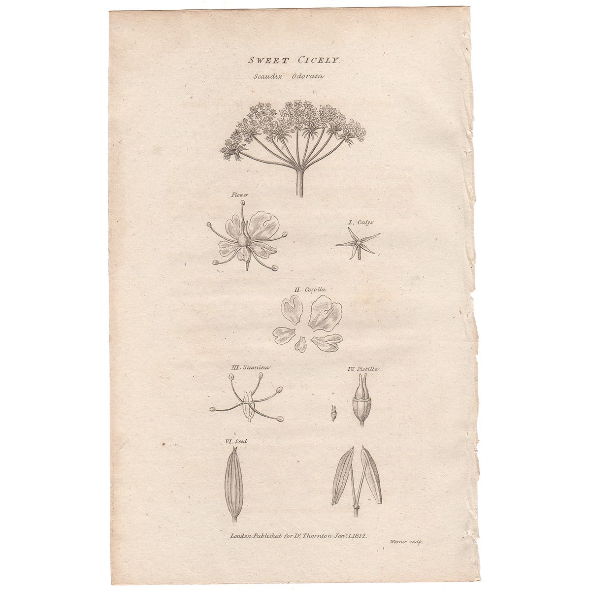 Thornton Flora Plate 199 Sweet Cicely