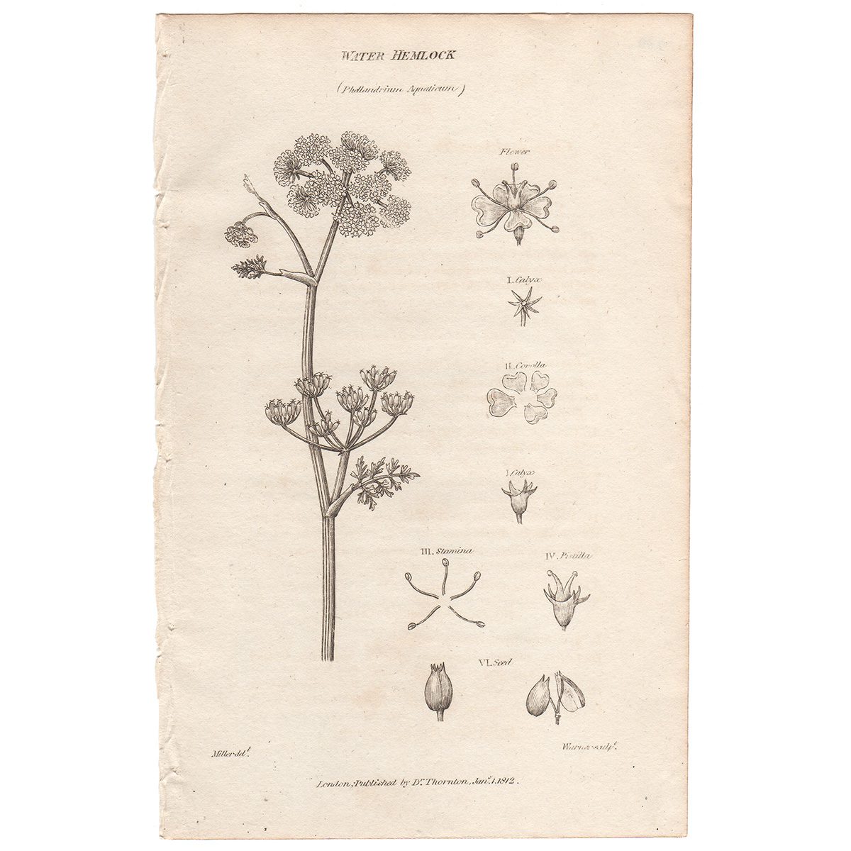 Thornton Flora Plate 200 Water Hemlock