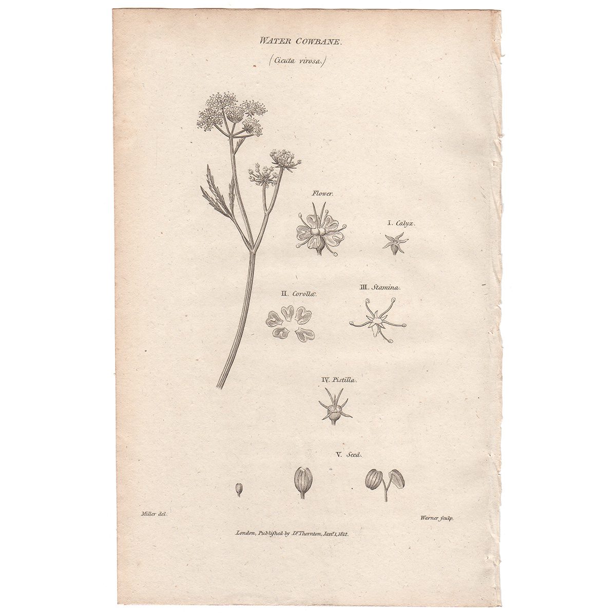 Thornton Flora Plate 201 Water Cowbane