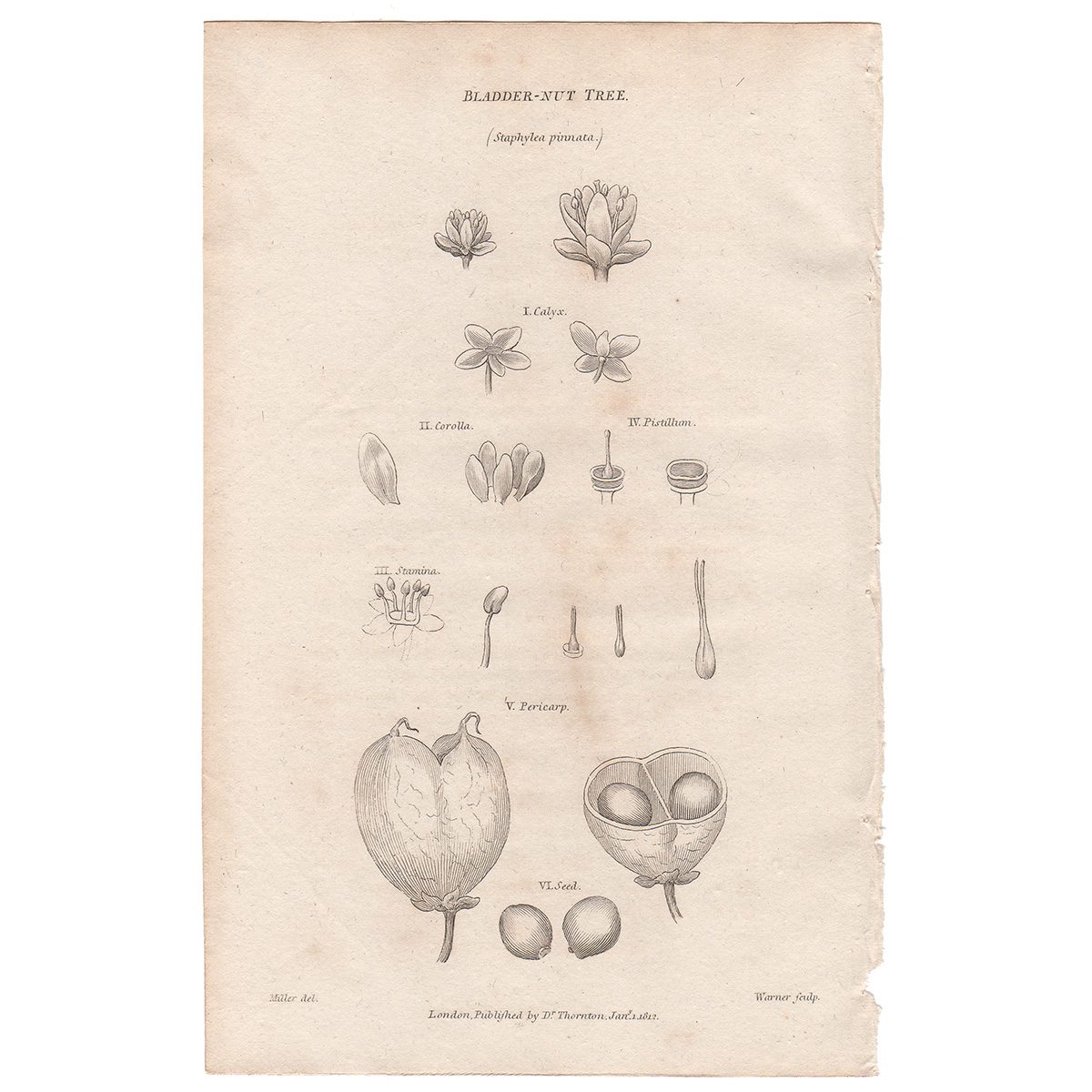 Thornton Flora Plate 211 Bladder-nut Tree