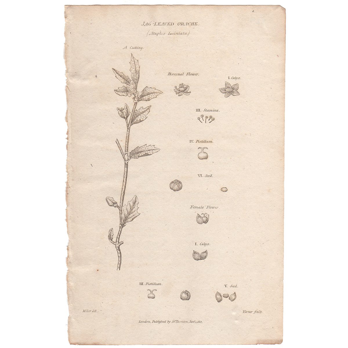 Thornton Flora Plate 224 Jap-leaved Orache