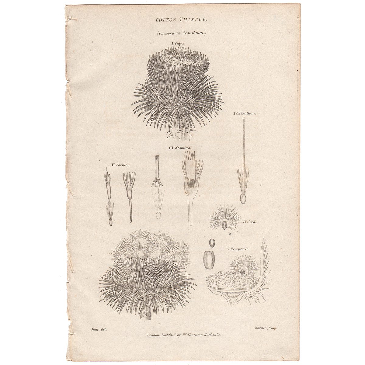 Thornton Flora Plate 238 Cotton Thistle