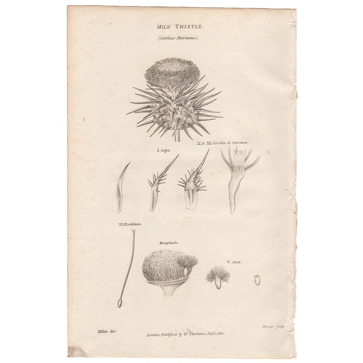 Thornton Flora Plate 239 Milk Thistle