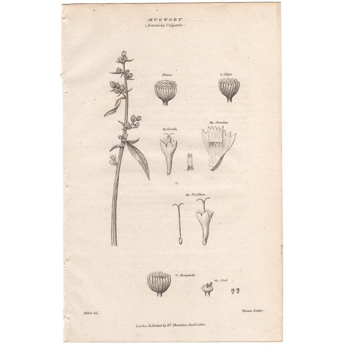 Thornton Flora Plate 248 Mugwort