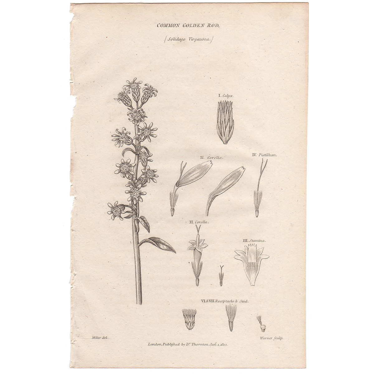 Thornton Flora Plate 258 Common Golden Rod