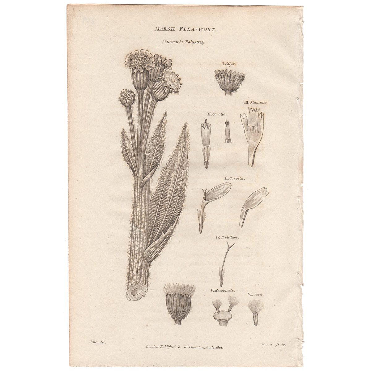 Thornton Flora Plate 259 Marsh Flea-wort