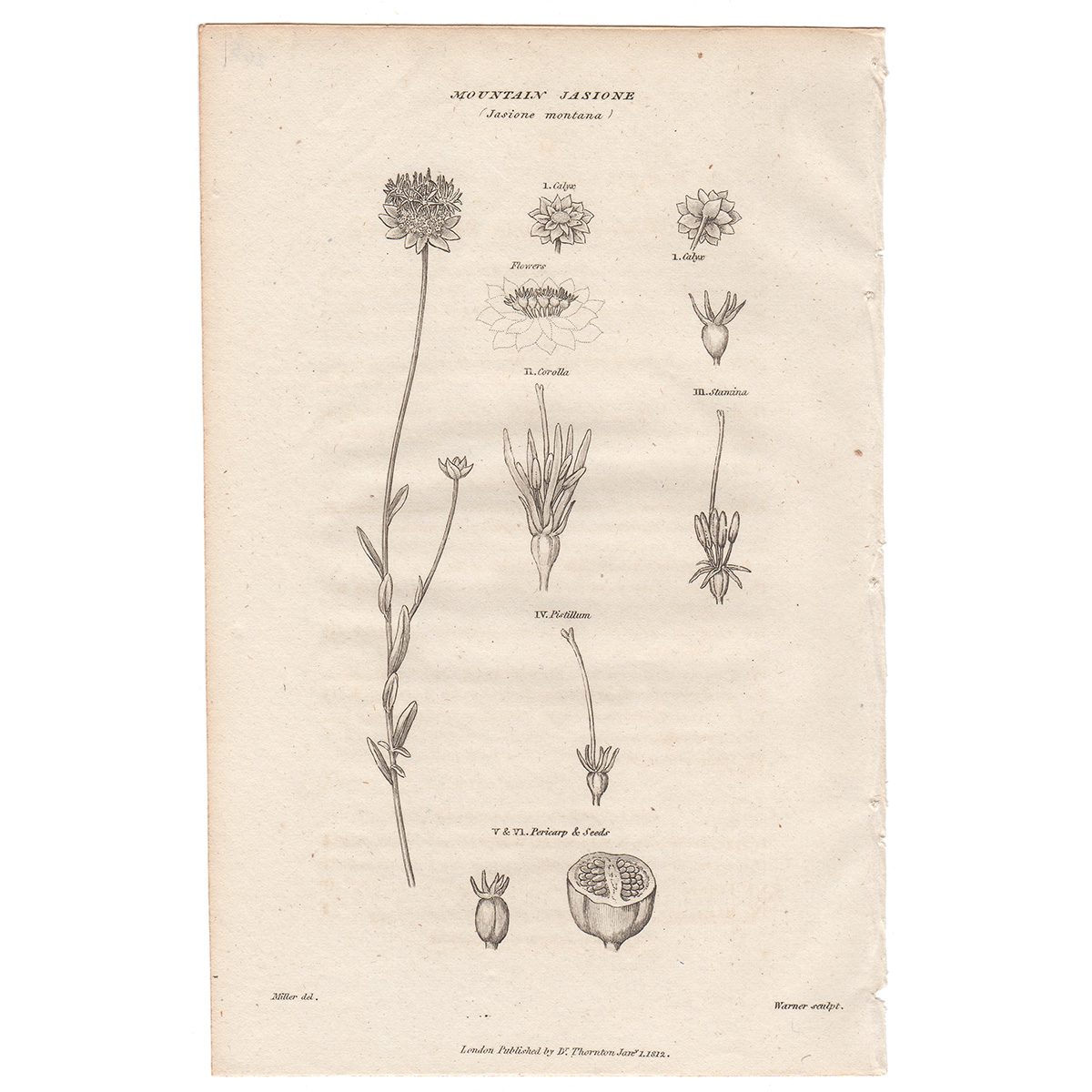 Thornton Flora Plate 265 Mountain Jasione