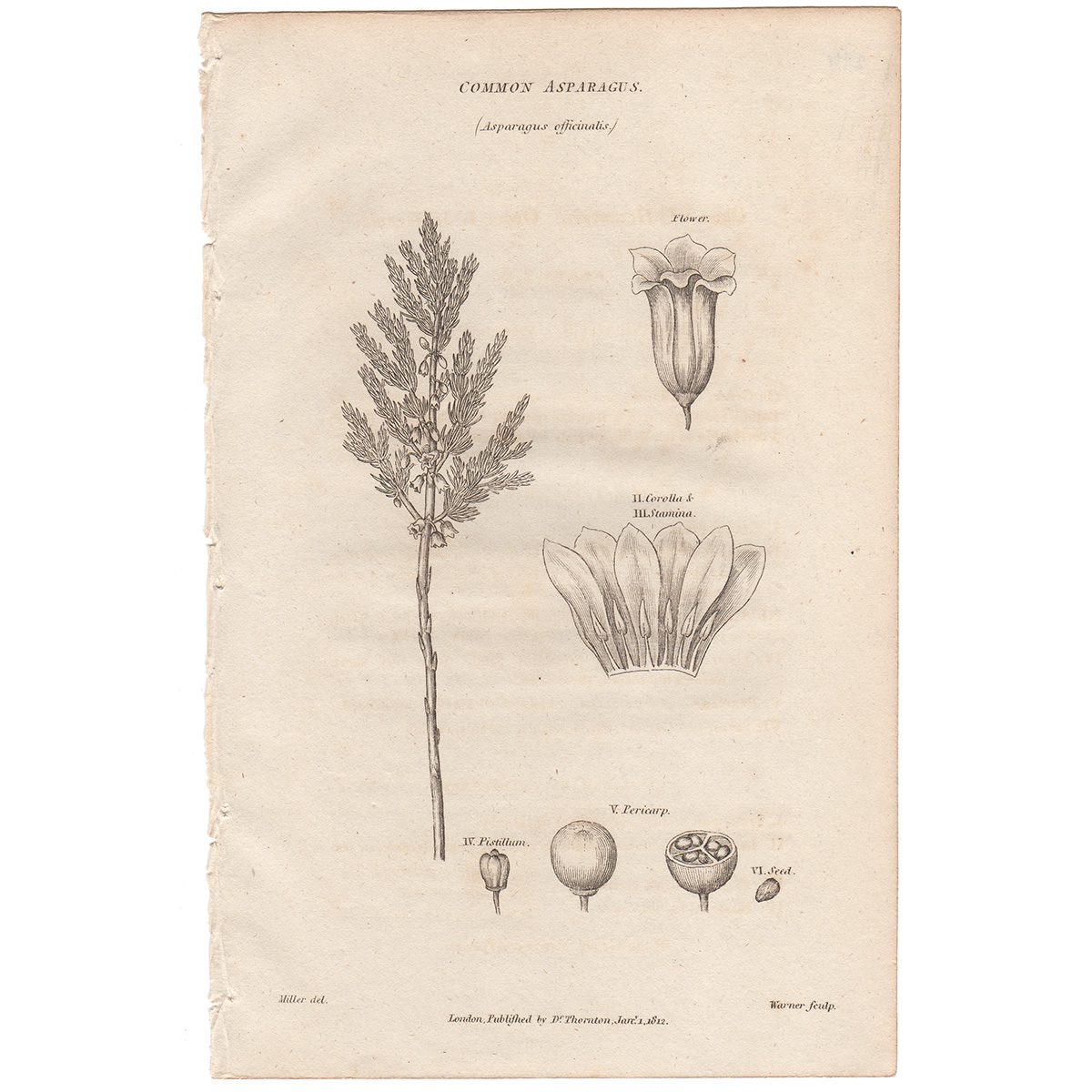 Thornton Flora Plate 276 Common Asparagus