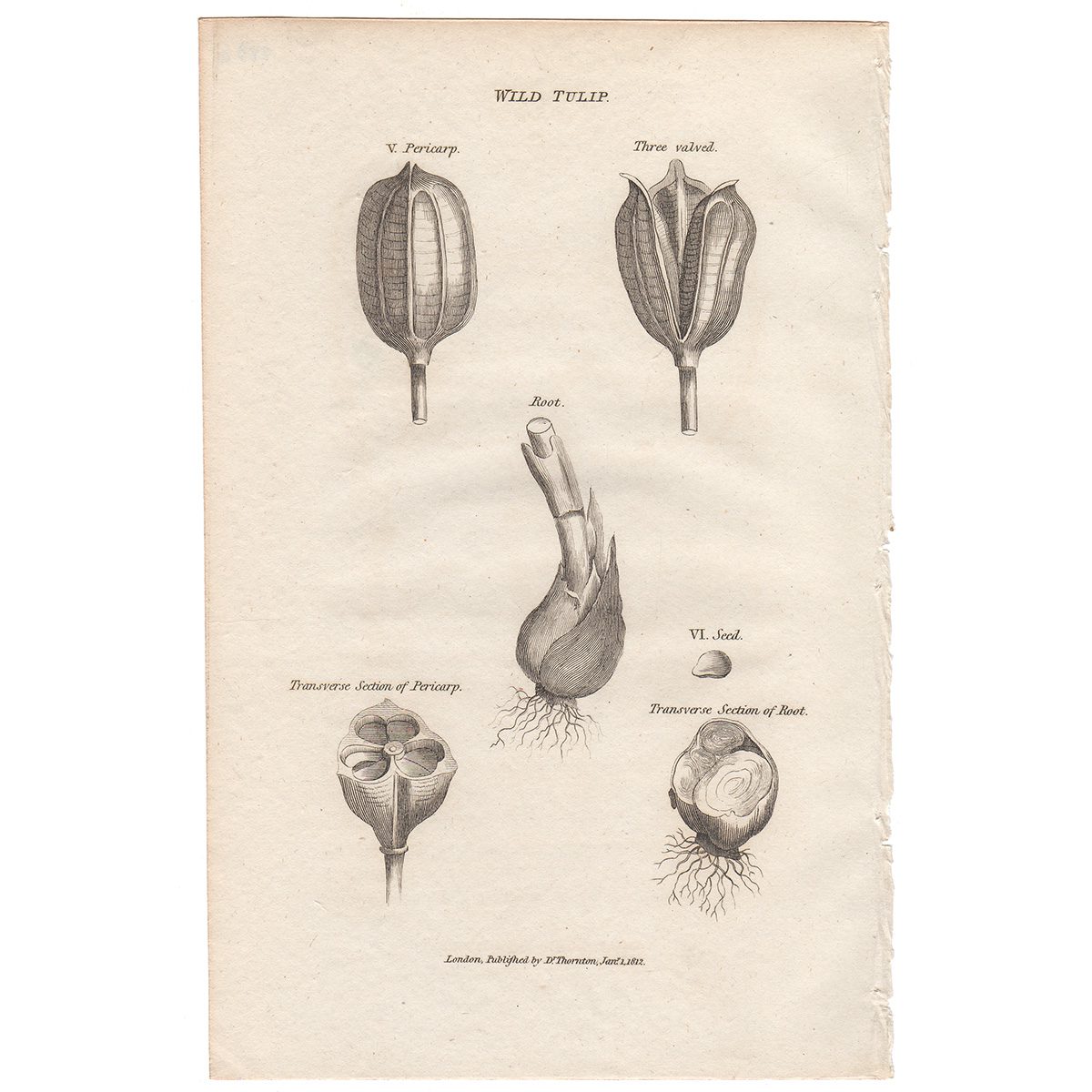 Thornton Flora Plate 283a Wild Tulip