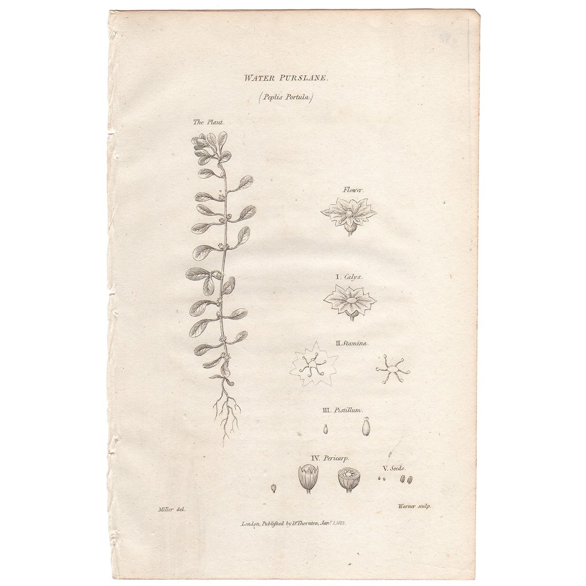 Thornton Flora Plate 286 Water Purslane