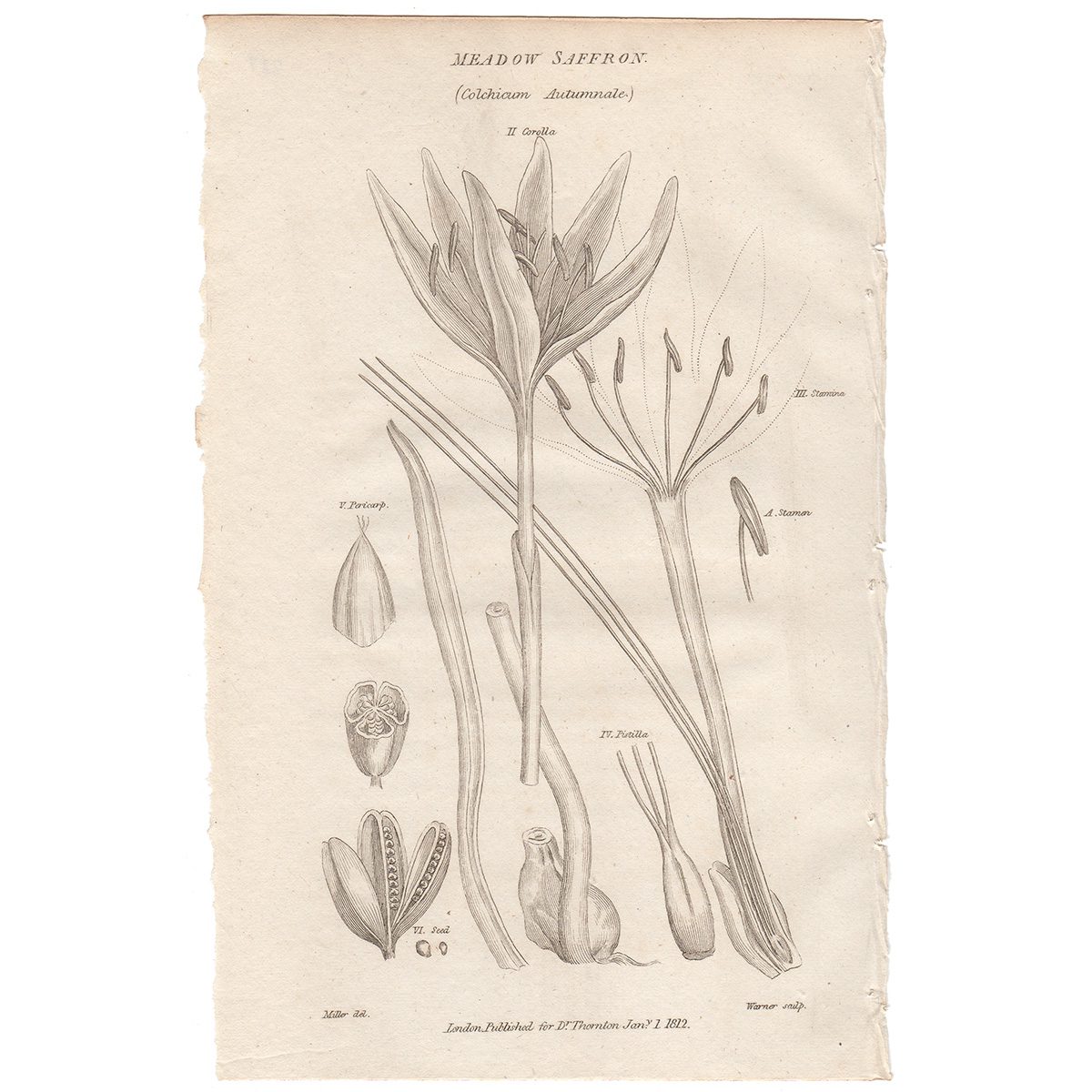 Thornton Flora Plate 287 Meadow Saffron