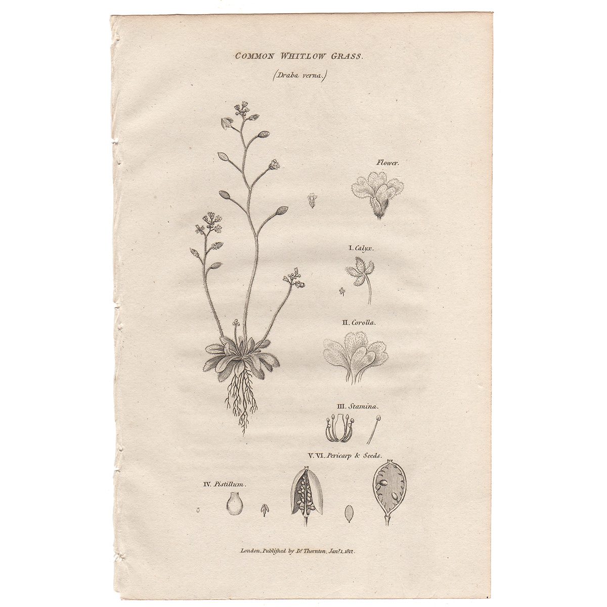 Thornton Flora Plate 302 Common Whitlow Grass