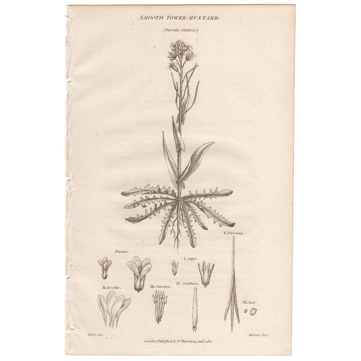 Thornton Flora Plate 312 Smooth Tower-Mustard