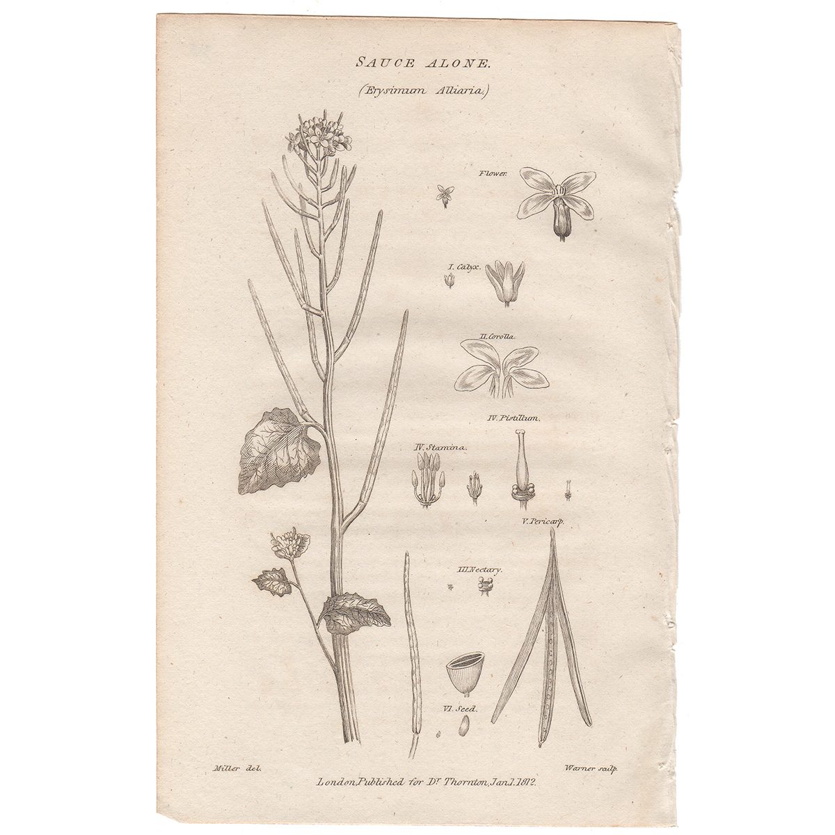 Thornton Flora Plate 313 Sauce Alone