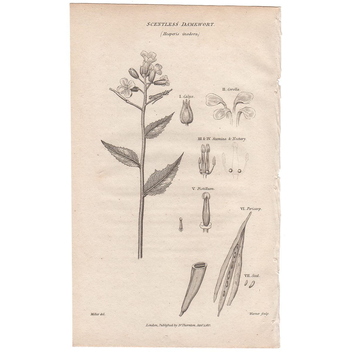 Thornton Flora Plate 315 Scentless Damewort