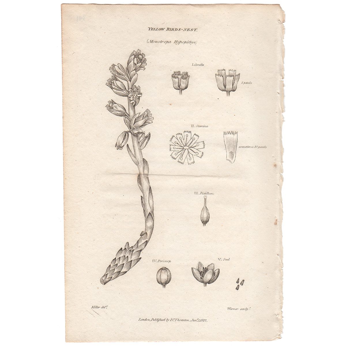 Thornton Flora Plate 341 Yellow Bird's-nest