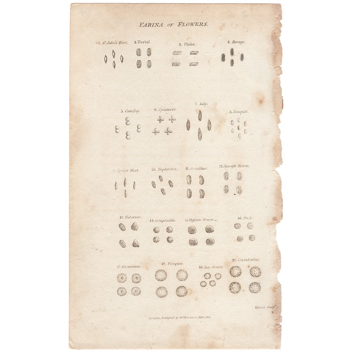 Thornton Botany Plate 1 Farina of Flowers