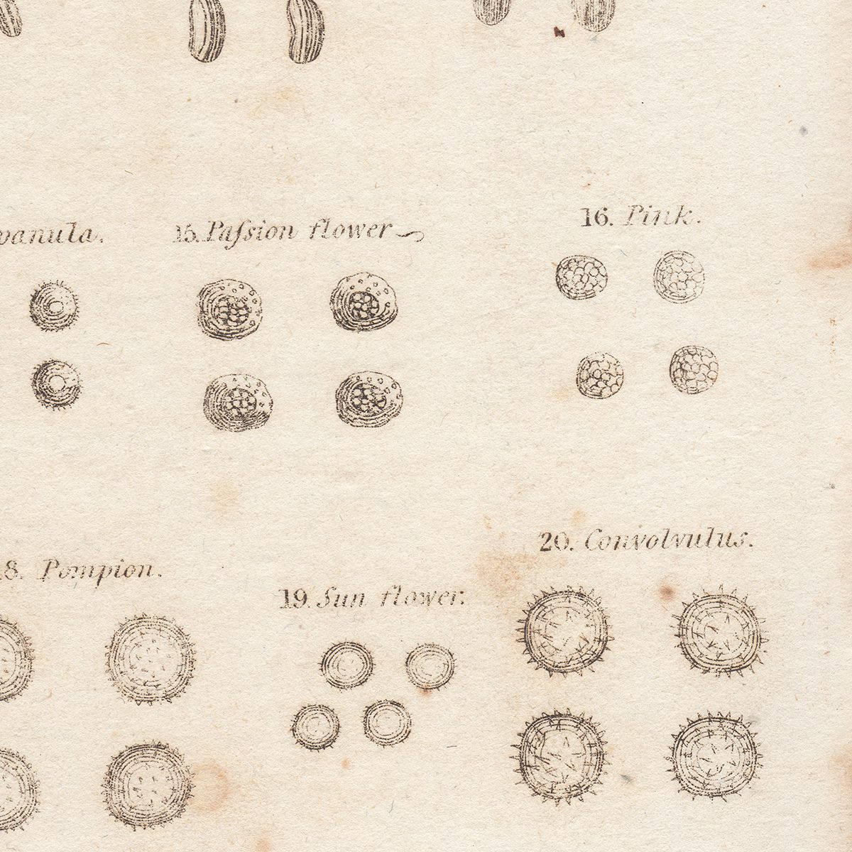 Original antique hand-colored engraving botanical print from Thornton's British Flora