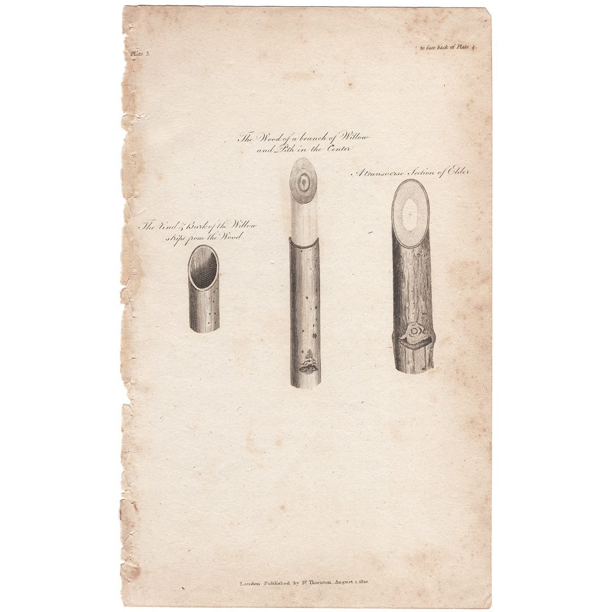 Thornton Botany Plate 4 The Wood of a branch of Willow...