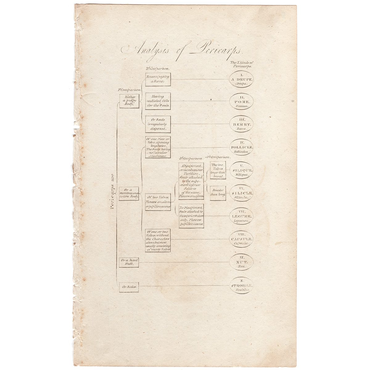 Thornton Botany Plate 5 Analysis of Pericarps