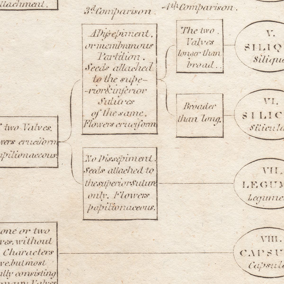 Original antique hand-colored engraving botanical print from Thornton's British Flora