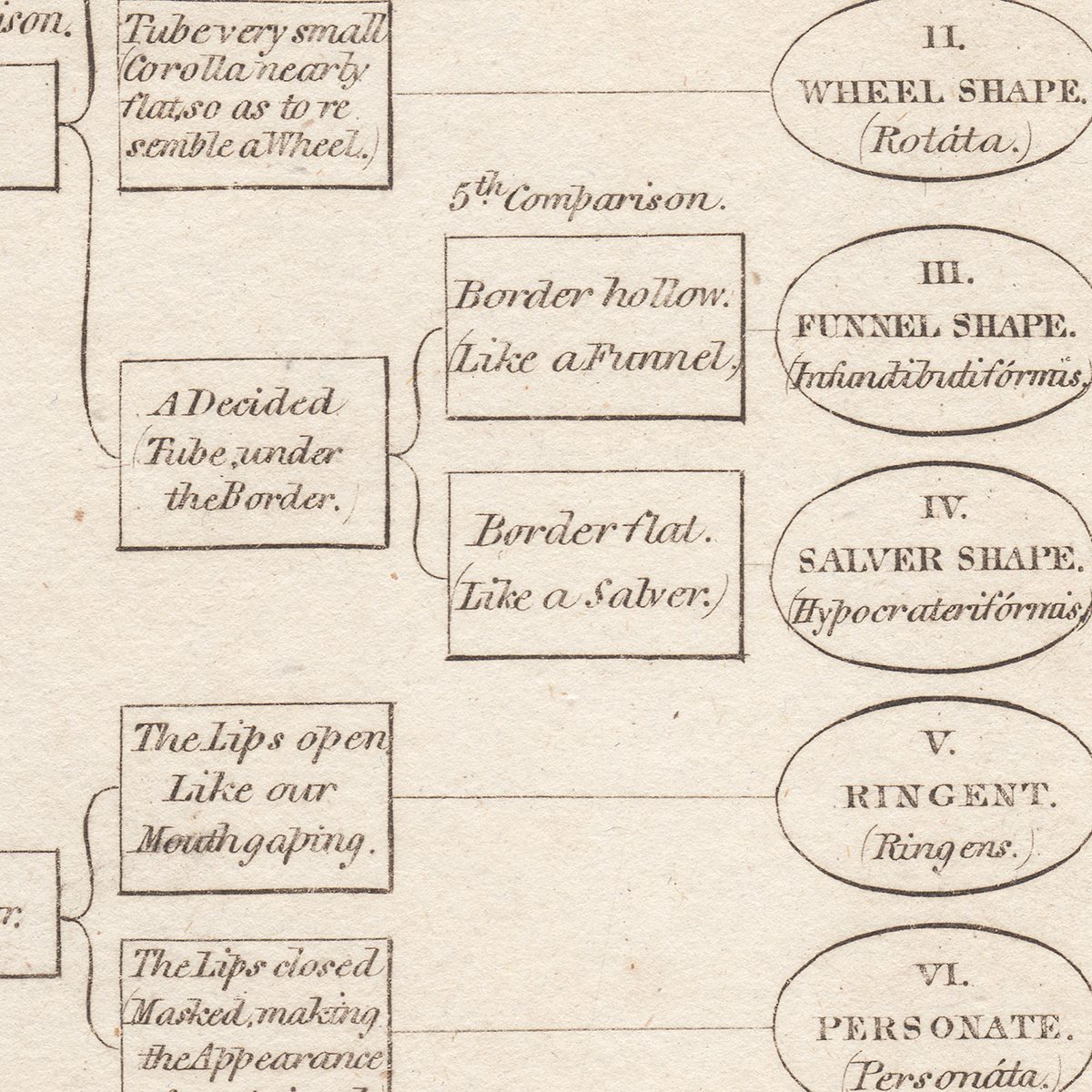 Original antique hand-colored engraving botanical print from Thornton's British Flora