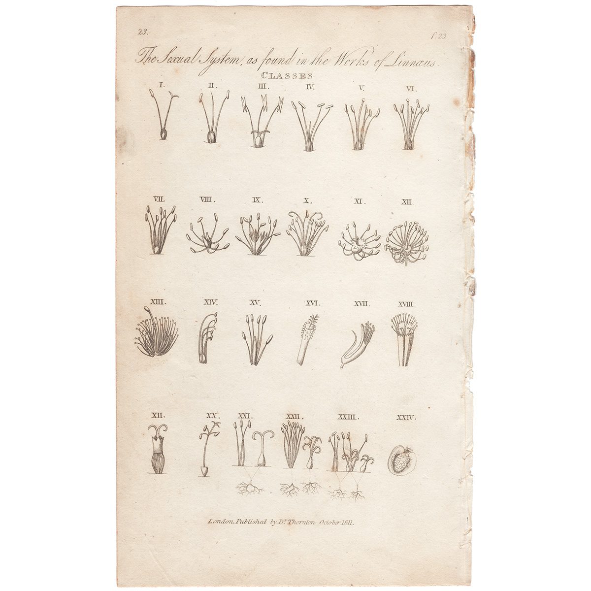 Thornton Botany Plate 23 The Sexual System, as found in the Works of Linnaeus