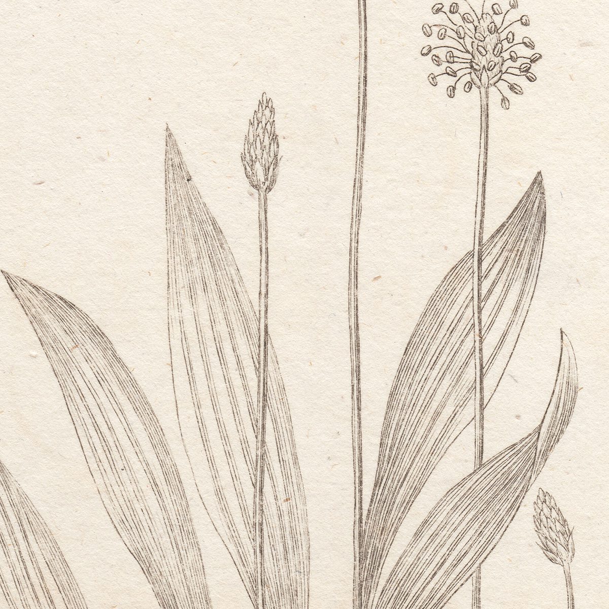 Thornton Botany Plate 26 Ribwort Plantain - Image 2