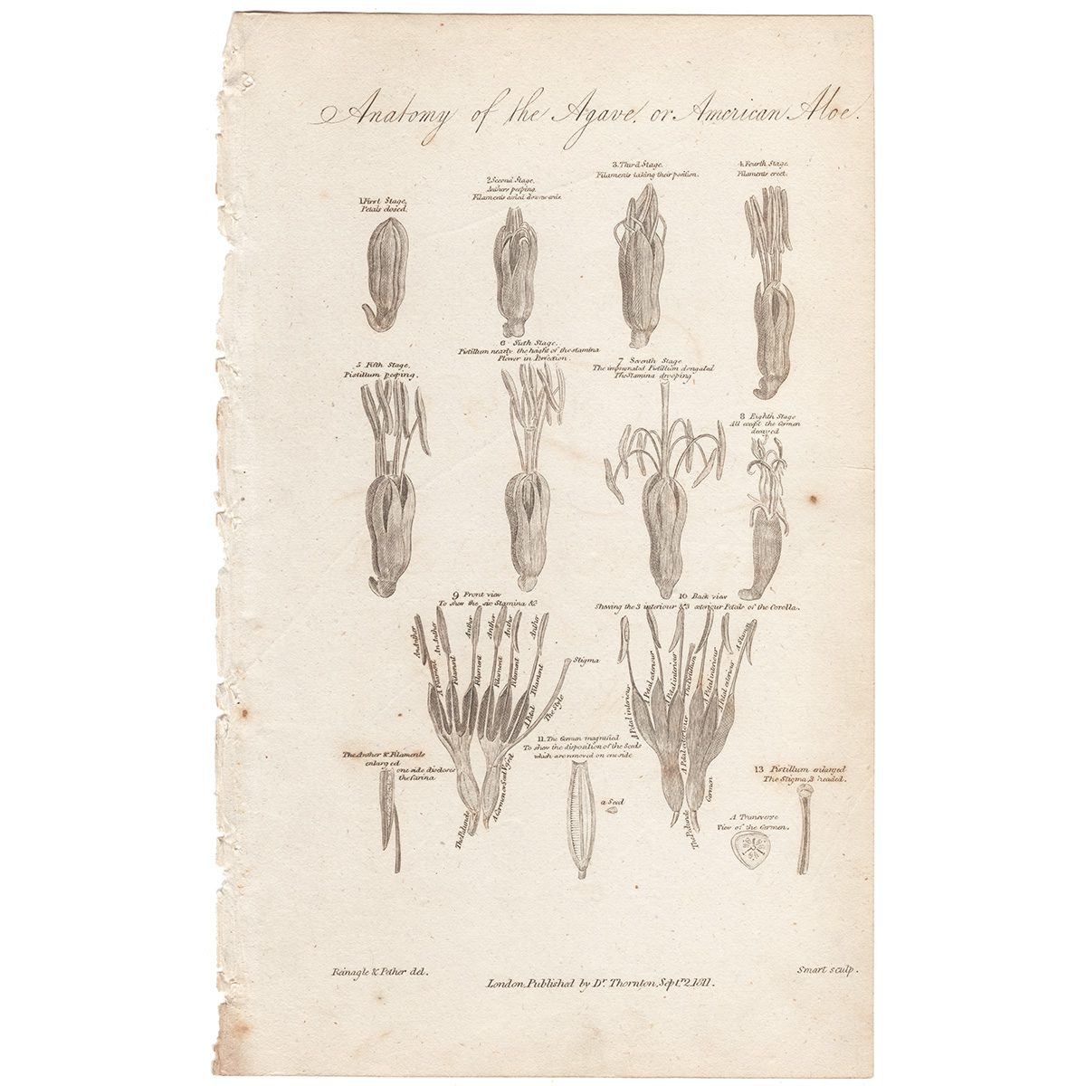 Thornton Botany Plate 28 Anatomy of the Agave, or American Aloe