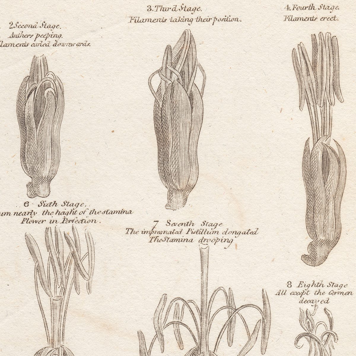 Original antique hand-colored engraving botanical print from Thornton's British Flora
